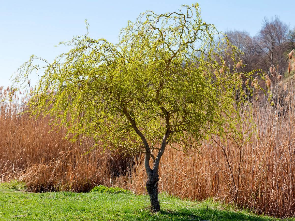 Ива Матсудана — ажурная красавица для вашего сада. Как выращивать? Фото —  Ботаничка