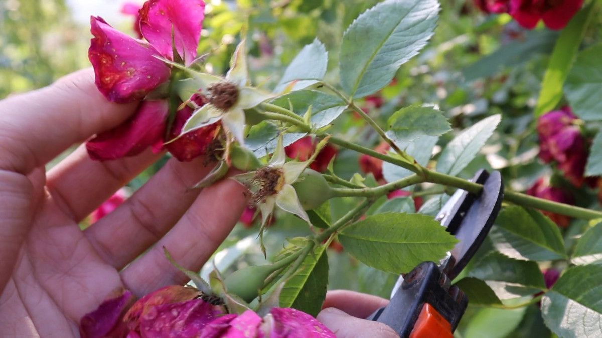 Как правильно подрезать розы после цветения? Видео — Ботаничка