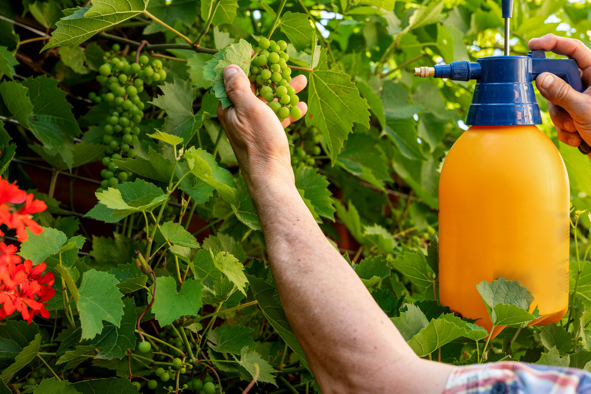Как ухаживать за виноградом летом? Полив, обрезка, подкормки. Фото —Ботаничка