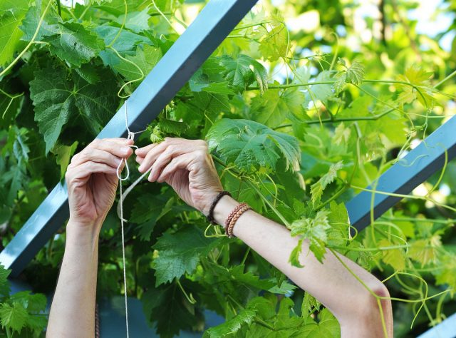 Постепенная подвязка — ключ к здоровому винограду и оптимальному развитию лозы.