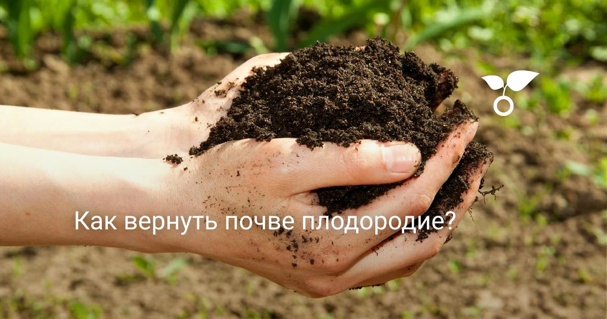 Плодородие д. Оздоровление почвы. Почва в руках. Плодородная почва. Почвенный гумус на руке.