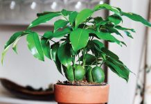 Комнатный каштан, или Каштаноспермум — для опытных цветоводов