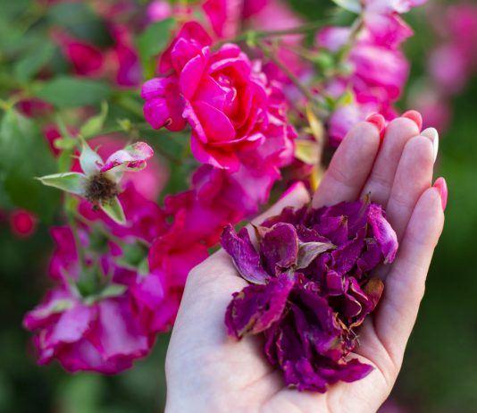 Лепестки розы — как правильно собрать, высушить и использовать?