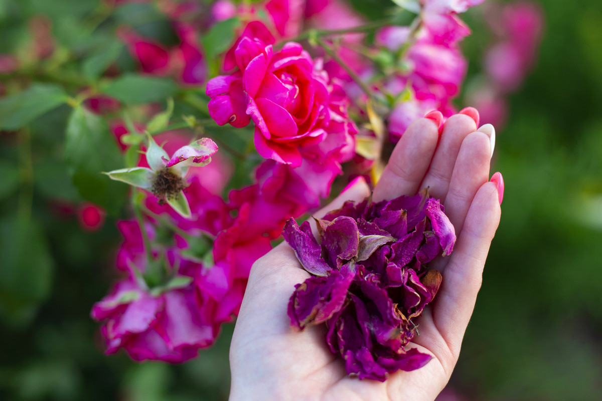 Статьи » Что делать с лепестками роз