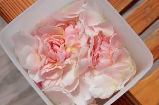 При сборе лепестков роз необходимо брать цветки в полном роспуске, но не перезревшие