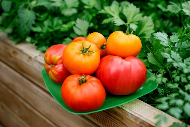 Мои секреты выращивания отличных томатов