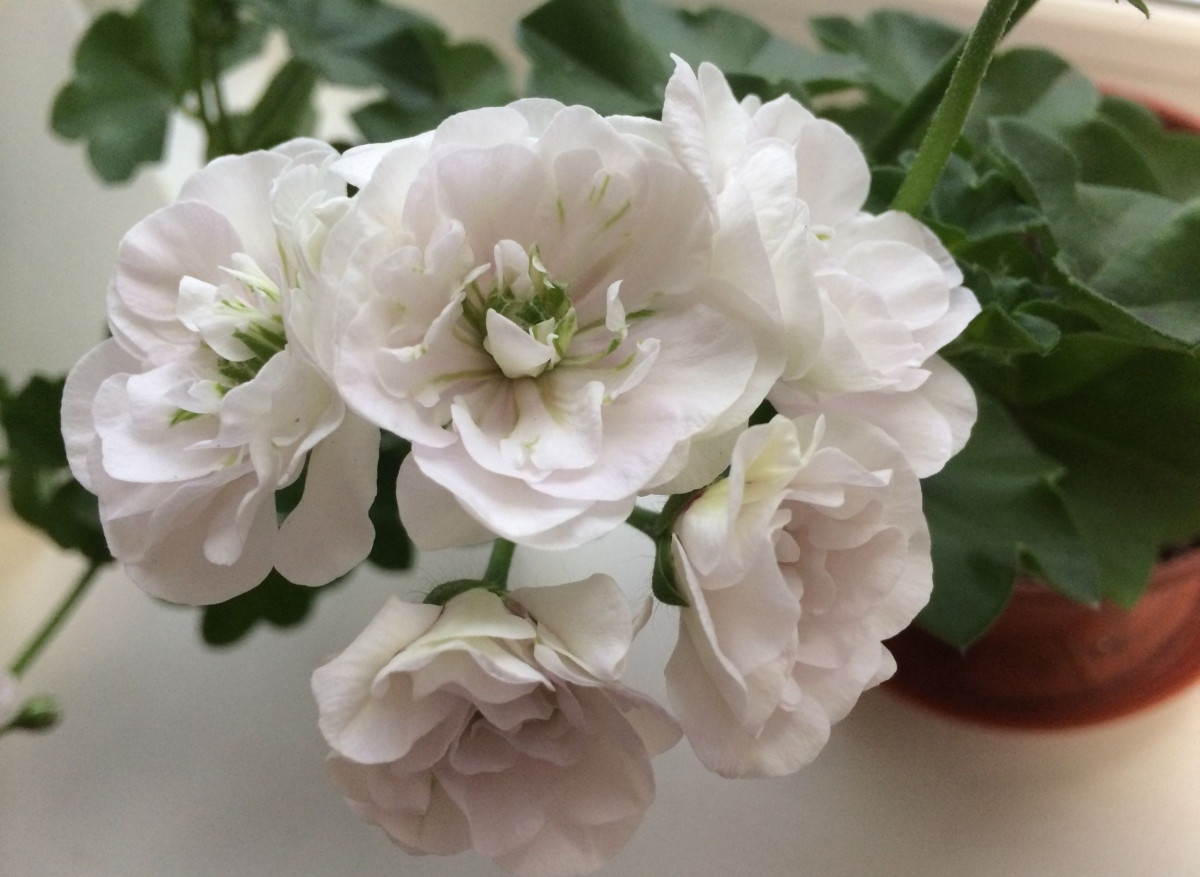 Пеларгония плющелистная «Айс Роуз» (Pelargonium peltatum 'Ice Rose')