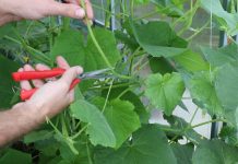 Продолжаем формировать огурцы: какие листья, пасынки, усы удалять