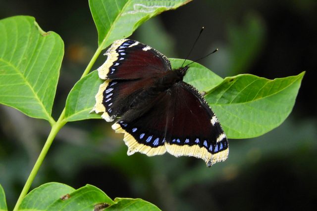 Бабочка Траурница (Nymphalis antiopa)