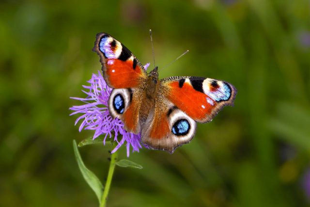 Бабочка Дневной павлиний глаз (Aglais io, ранее Inachis io)