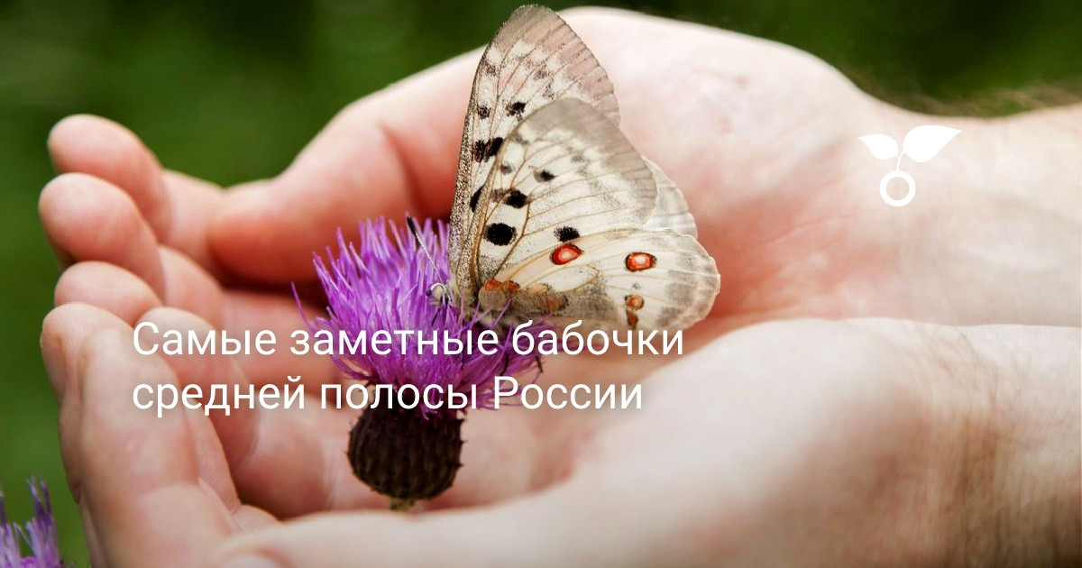 Бабочки-самовязы