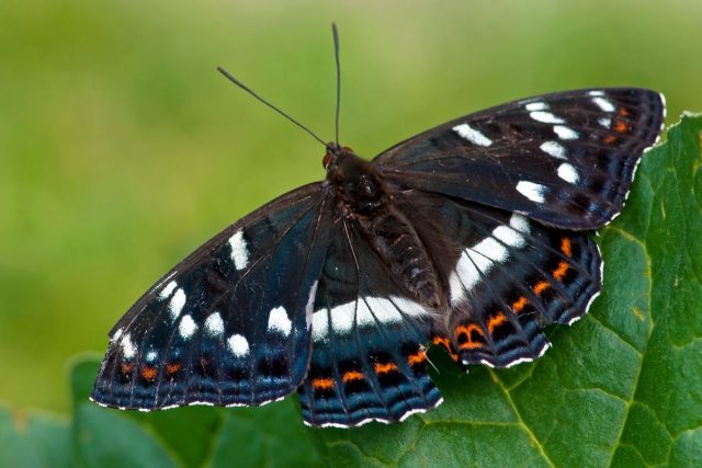 Бабочка Ленточник тополёвый (Limenitis populi)