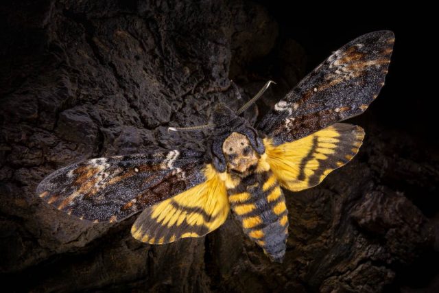 Бабочка Бражник мертвая голова (Acherontia atropos)