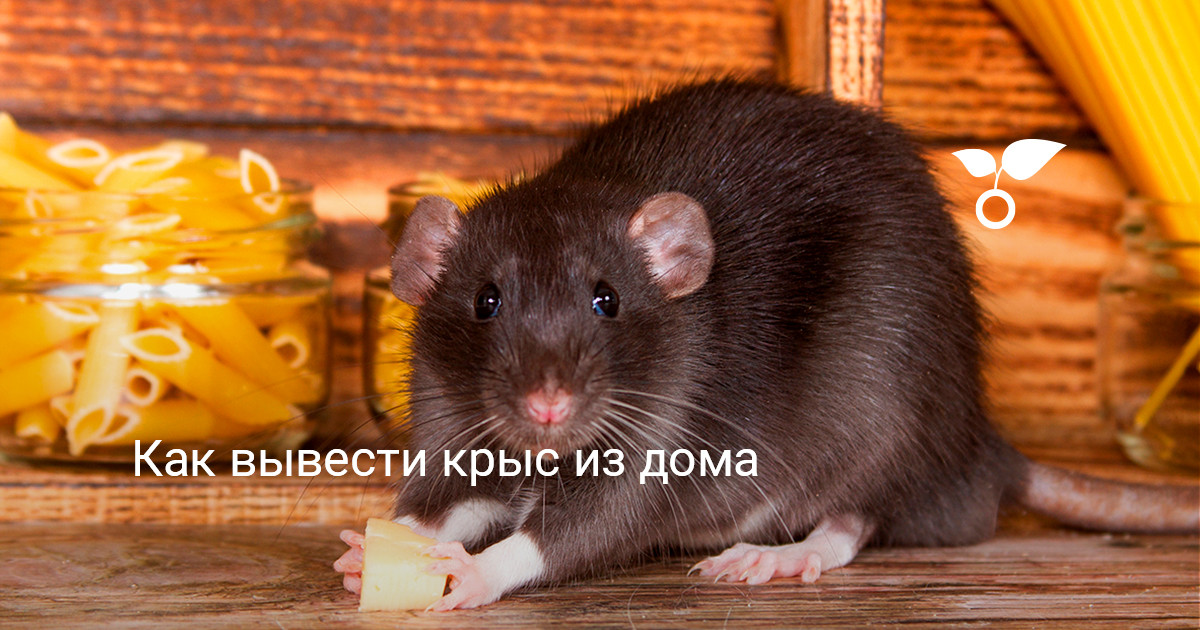 Как избавиться от крыс в частном доме - Санэпидемстанция Москвы.