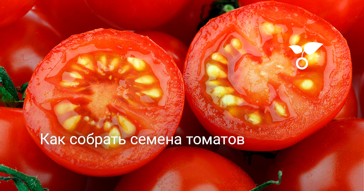 Как собрать семена томатов — Ботаничка