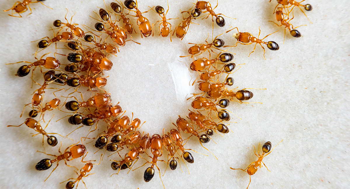 Какой вред могут принести домашние муравьи?