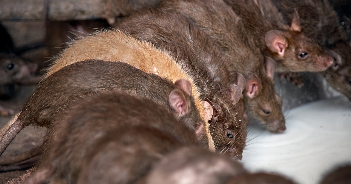Как вывести крыс из дома — Ботаничка