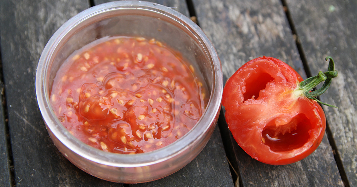 Как собрать семена томатов — Ботаничка