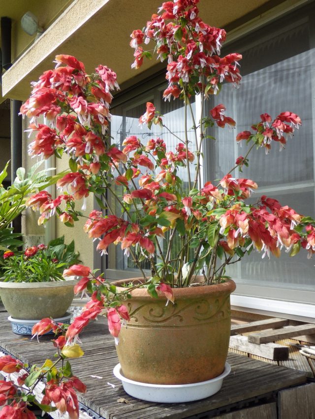 На лето белопероне нежелательно выносить на балкон или сад