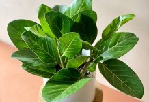 Фикус бенгальский — уникальный своими яркими листьями