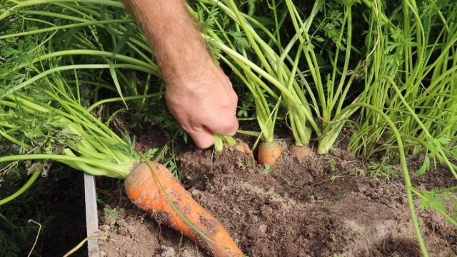 Как правильно убрать морковь и подготовить корнеплоды к зимнему хранению?