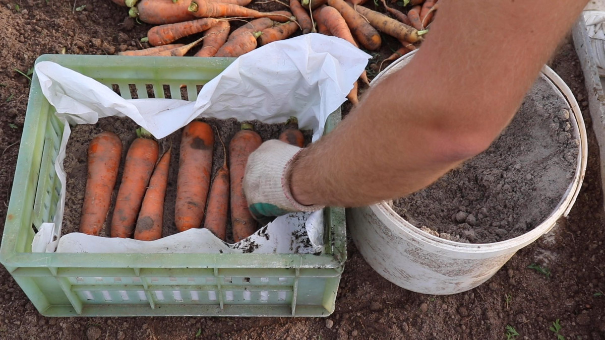 Как правильно убрать морковь и подготовить корнеплоды к зимнему хранению?Видео — Ботаничка