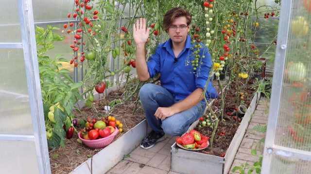 Какие сорта томатов выбрать для теплицы и открытого грунта?
