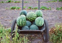 Когда собирать урожай арбузов, как транспортировать и хранить?