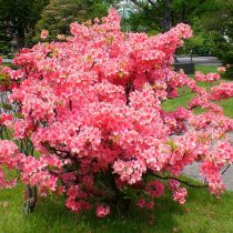 Азалия японская (Rhododendron japonicum)