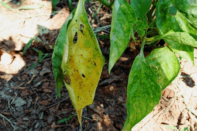 Пожелтение листьев перца может указывать на дисбаланс элементов, нехватку лишь одного макро- или микроэлемента