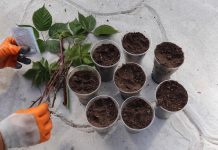 Наполните стаканчики землей. Нижнюю часть черенка обработайте укоренителем.