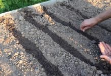 Сделайте борозды для посева. Хорошо пролейте борозды, а затем высадите семена.