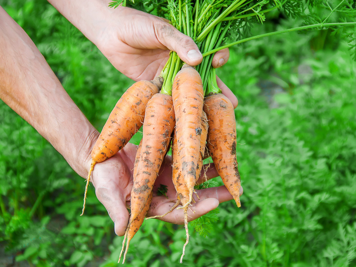 Правила второго урожая моркови. Летний посев. Фото — Ботаничка