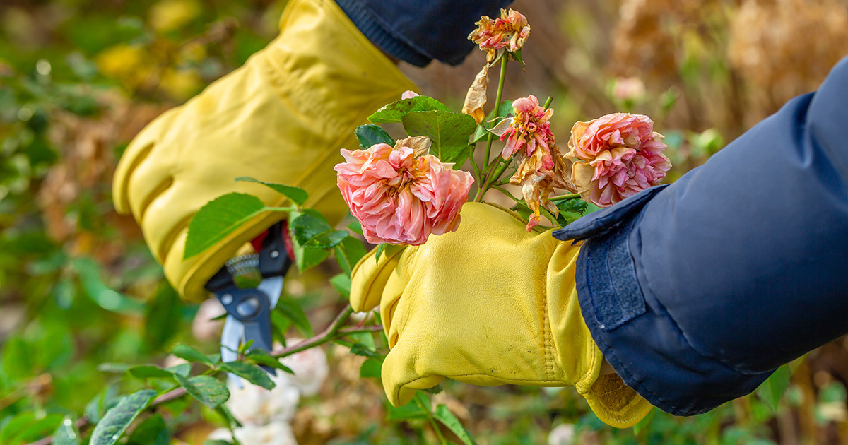 Осенняя обрезка роз и подготовка к укрытию - советы для садоводов