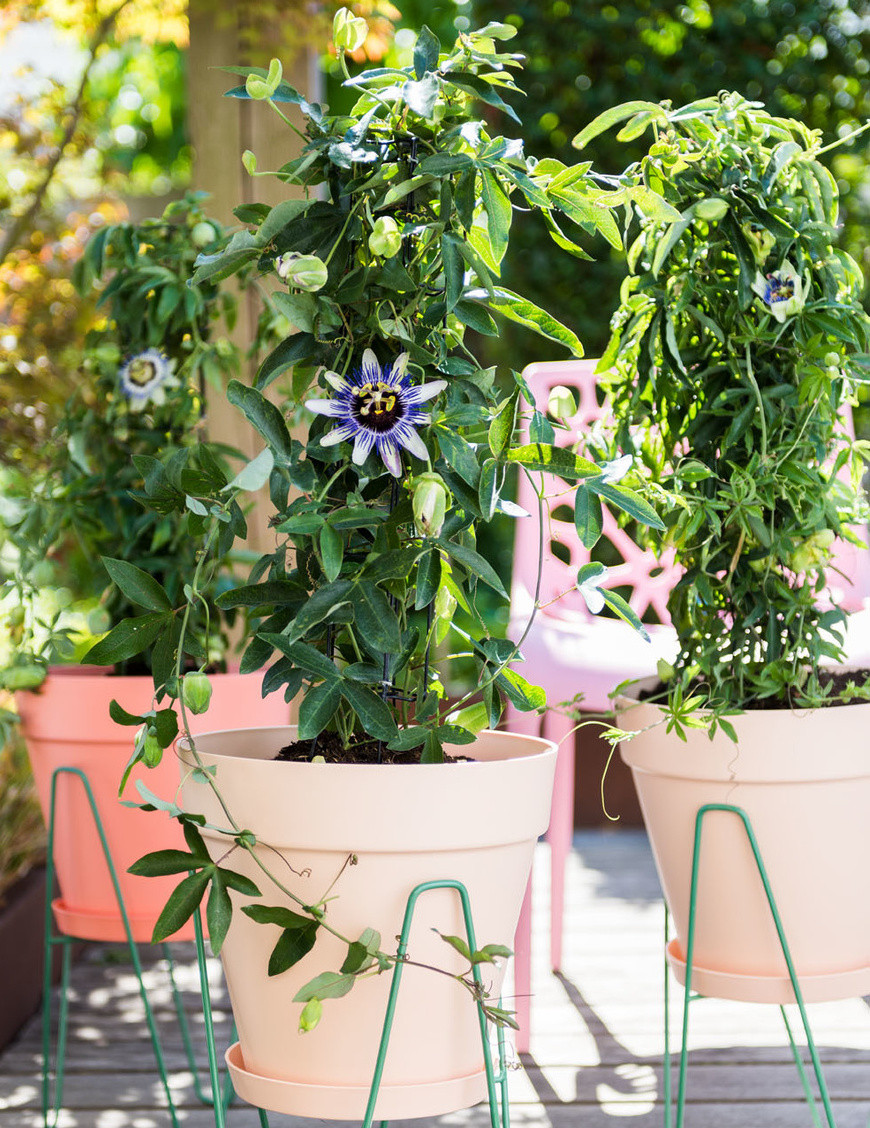 Красивые и вьющиеся: самые лучшие лианы для сада | Аgro-Мarket24 – помощник садовода | Дзен