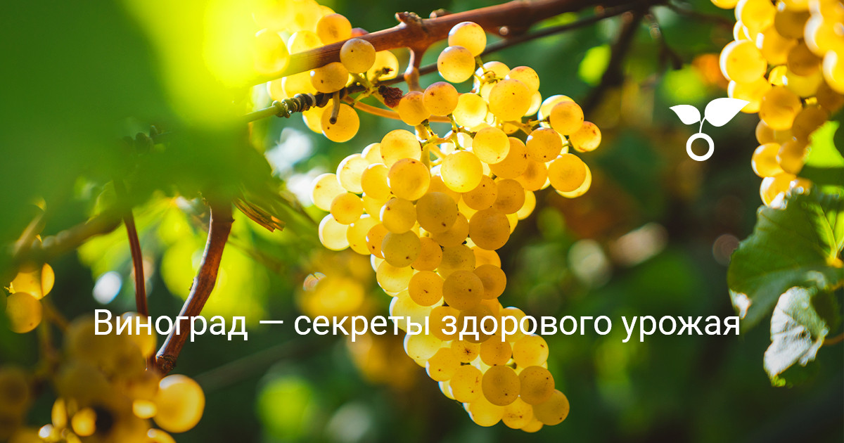 Уход за растениями в период вегетации