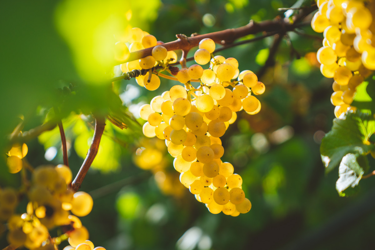 Секреты здорового урожая винограда: полезные советы и рекомендации