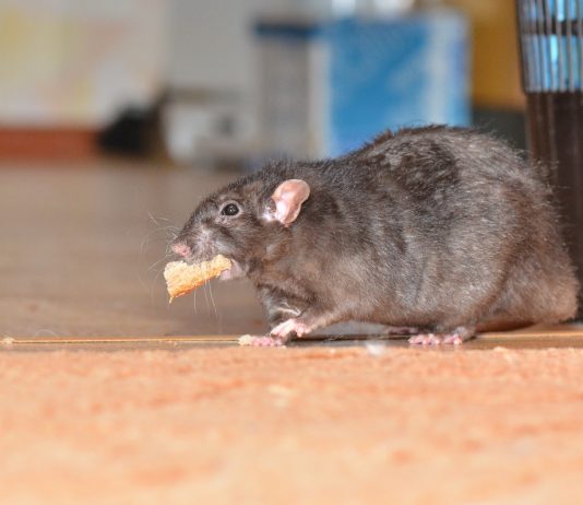Защищаем дачные постройки от крыс и мышей