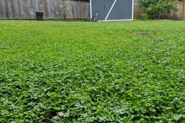 Белый клевер можно использовать для создания зеленого ковра в любом солнечном месте с почти любой почвой