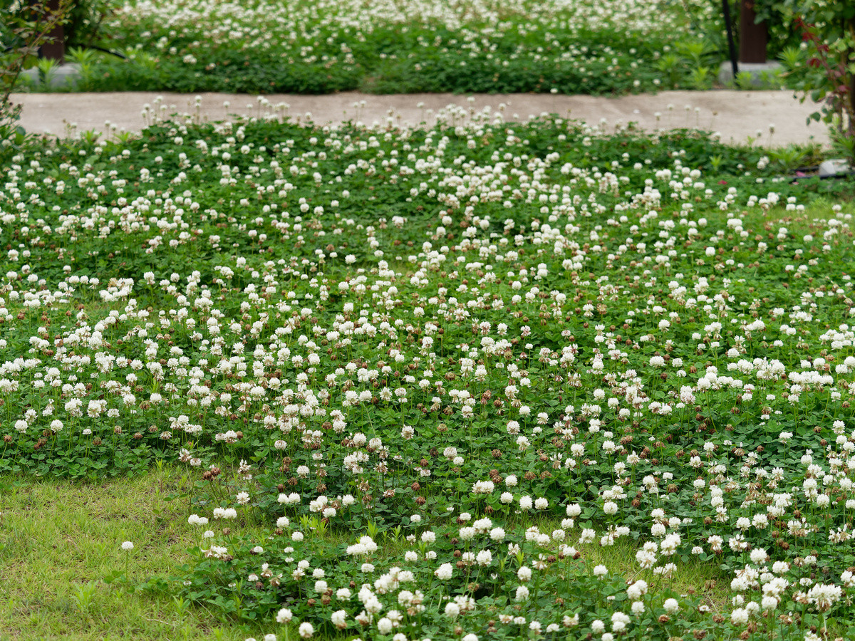 Белый клевер как газон — достоинства и недостатки, посев и уход. Фото — Ботаничка
