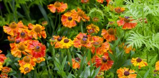 Гелениум ароматный: все о мармеладных цветах и его сладком запахе
