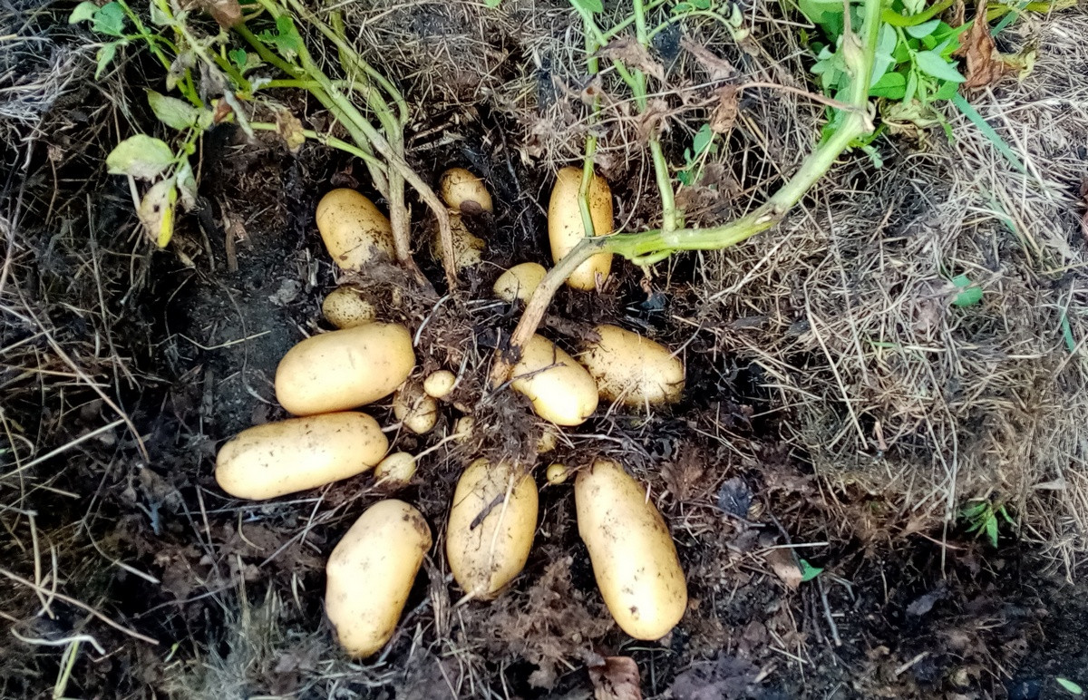 Картофельный опыт: успешное выращивание в разных регионах