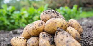 Как мы выращивали картофель в разных регионах и каких успехов добились