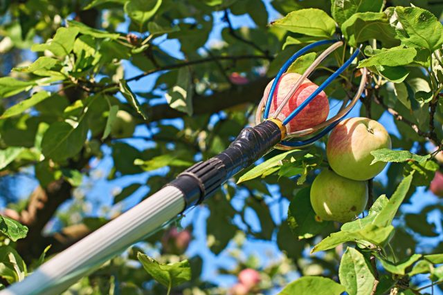 Инструменты должны быть готовы к сбору яблок