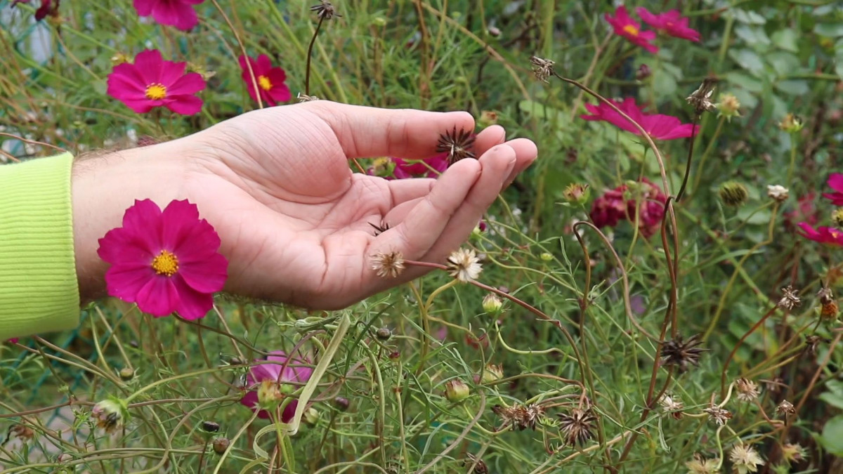 Как собрать семена цветов правильно? Видео — Ботаничка