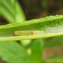 Гусеница луковой моли (Acrolepia assectella)