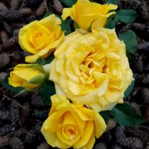 Роза «Миниатюр Йеллоу» (Miniature Yellow)