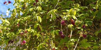 Наша морозостойкая акебия — цветёт, но не плодоносит