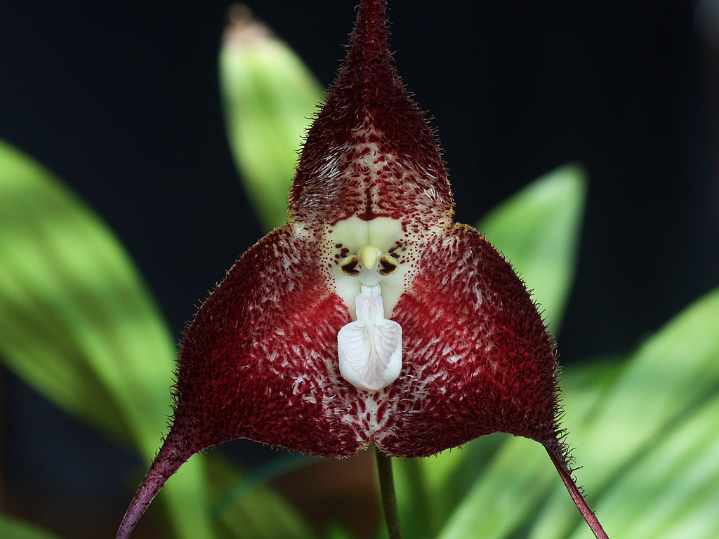 Уход за орхидеей Дракула