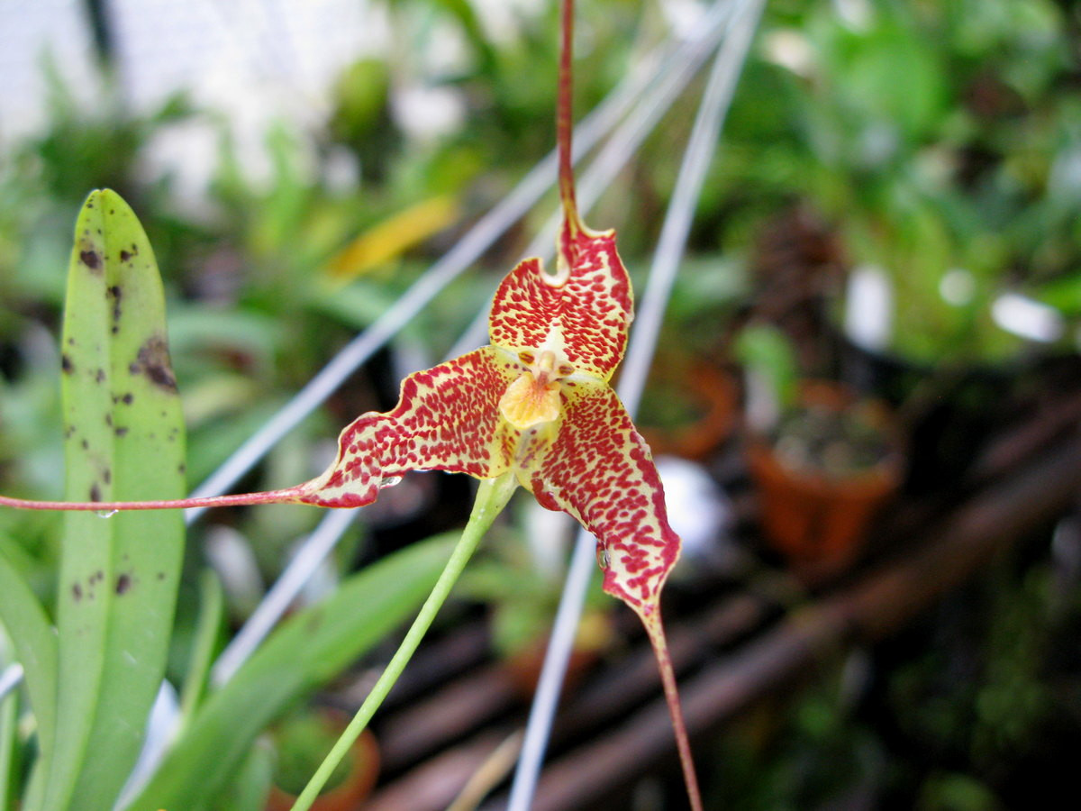 Орхидея Дракула: описание цветка «обезьянья мордочка», уход в домашних условиях (23 фото)